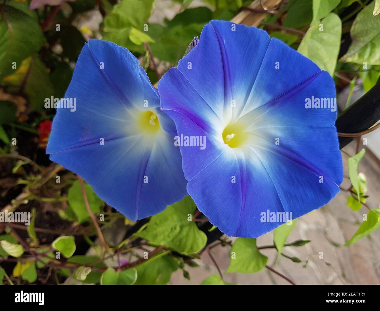 Dreifarbiche Prunkwande Ipomoea purpurea tricolor Banque D'Images