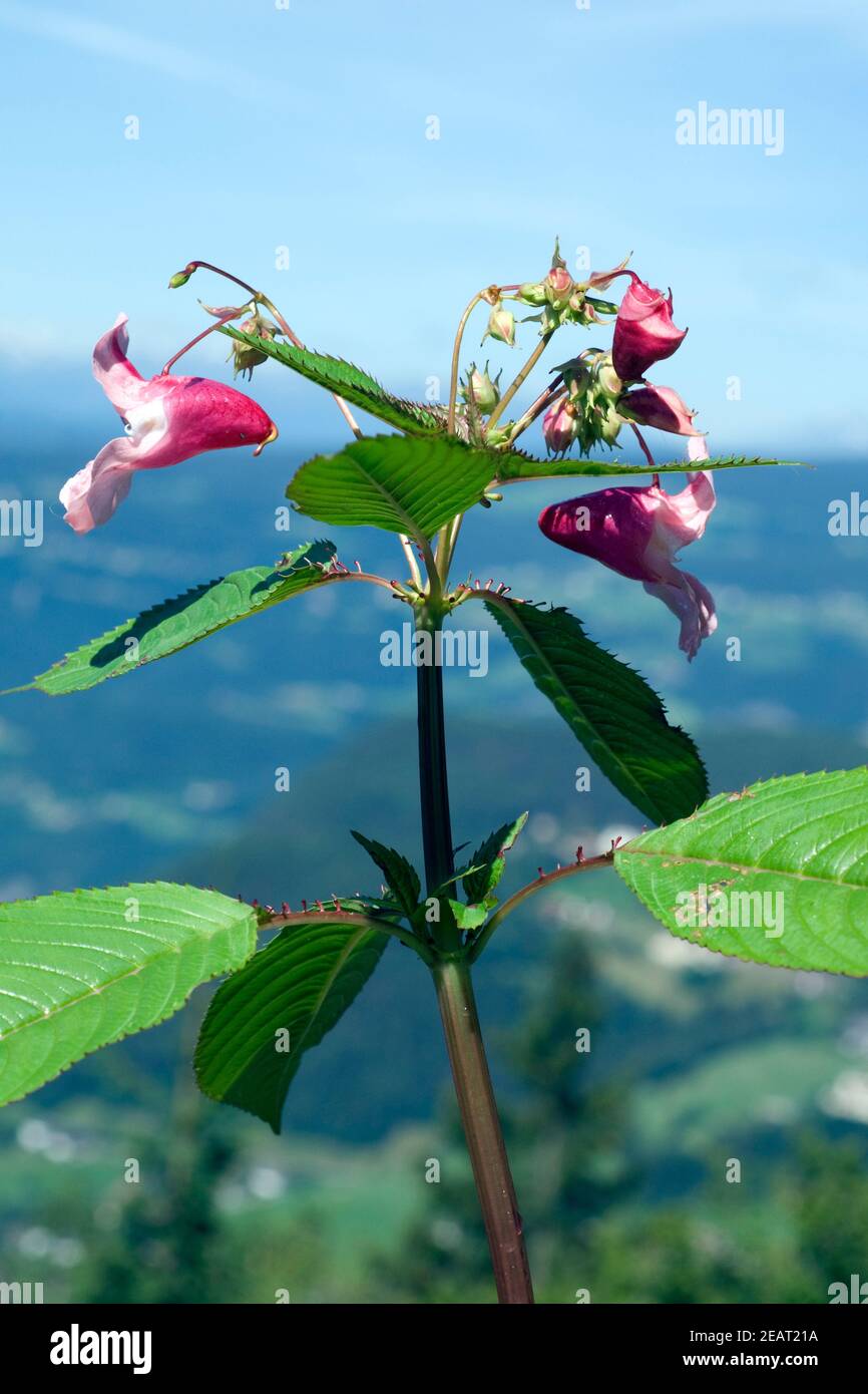 Druesiges ; Impatiens glandulifera, Springkraut ; Holly ; Bachbluetentherapie ; Banque D'Images