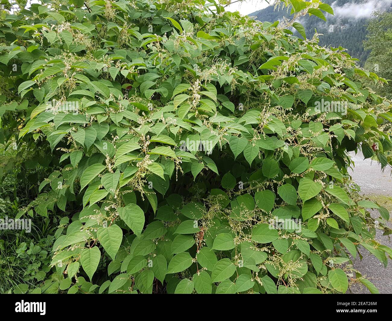 Japanischer, Knoeterich, Fallopia japonica, Banque D'Images