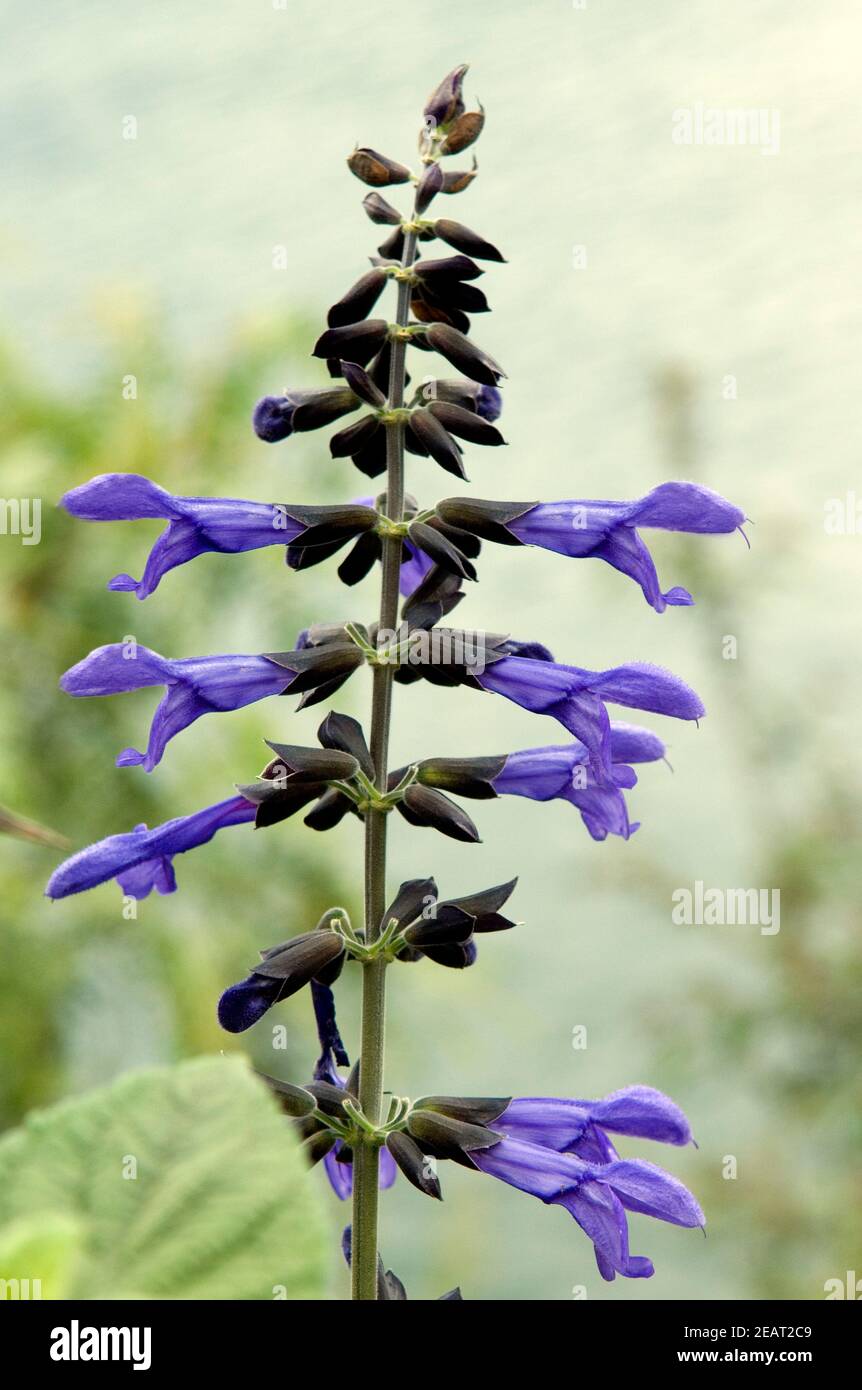 Salbei ; Salvia guarinitica Banque D'Images