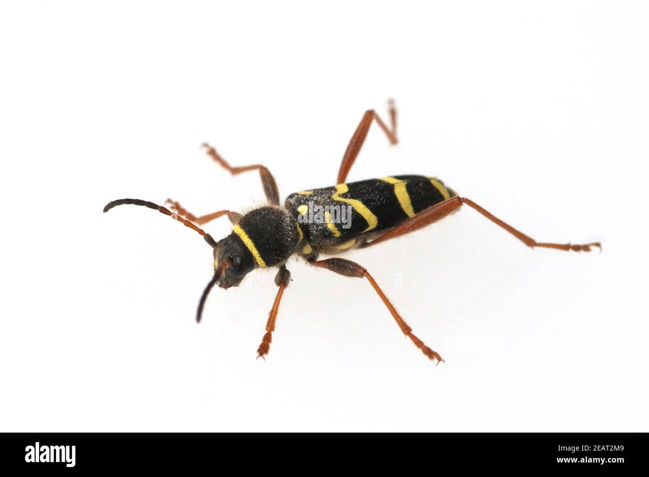 Echter Widderbock, Clytus arietis Banque D'Images