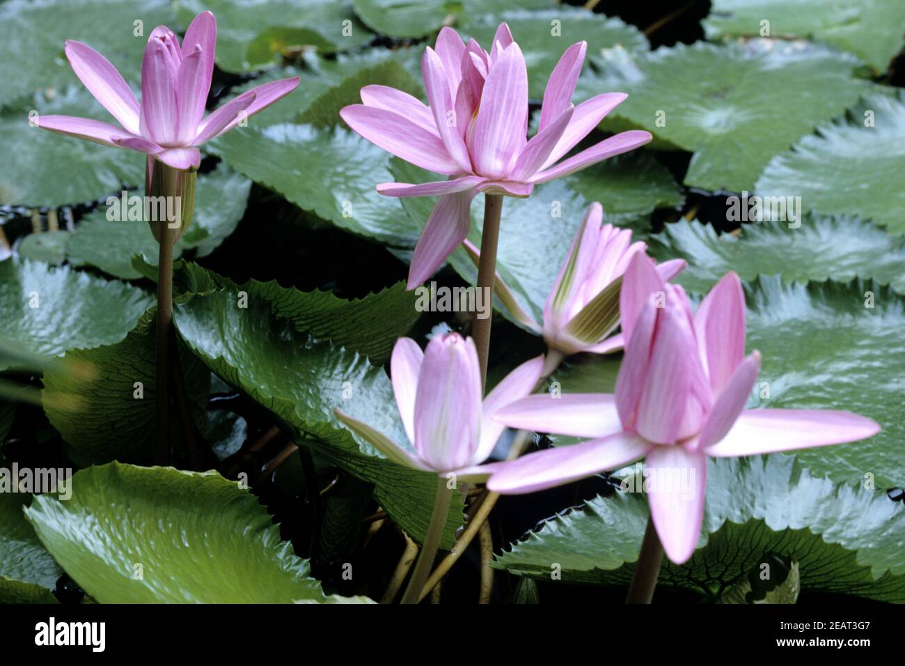 Seerose, Nymphaea Banque D'Images
