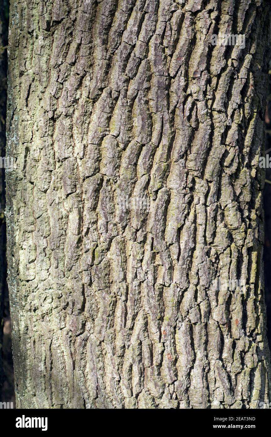 Eichenrinde, Stamm, Quercus Robur Banque D'Images