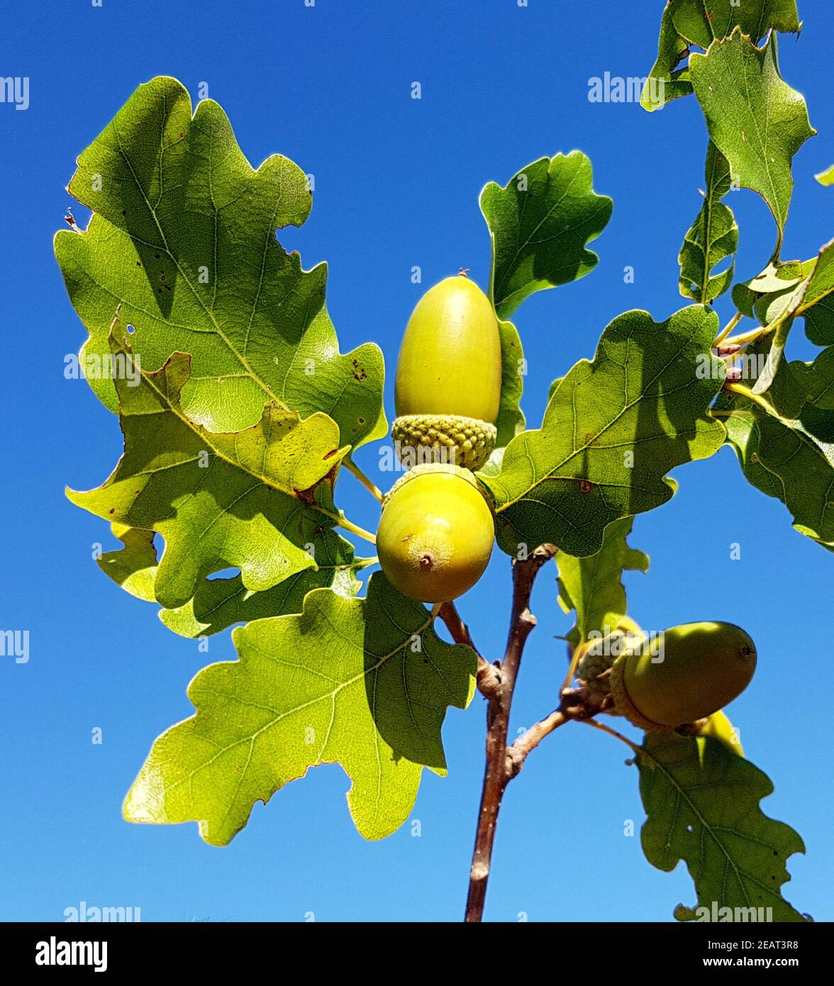 Eicheln, Stieleiche, Quercus robur, Banque D'Images
