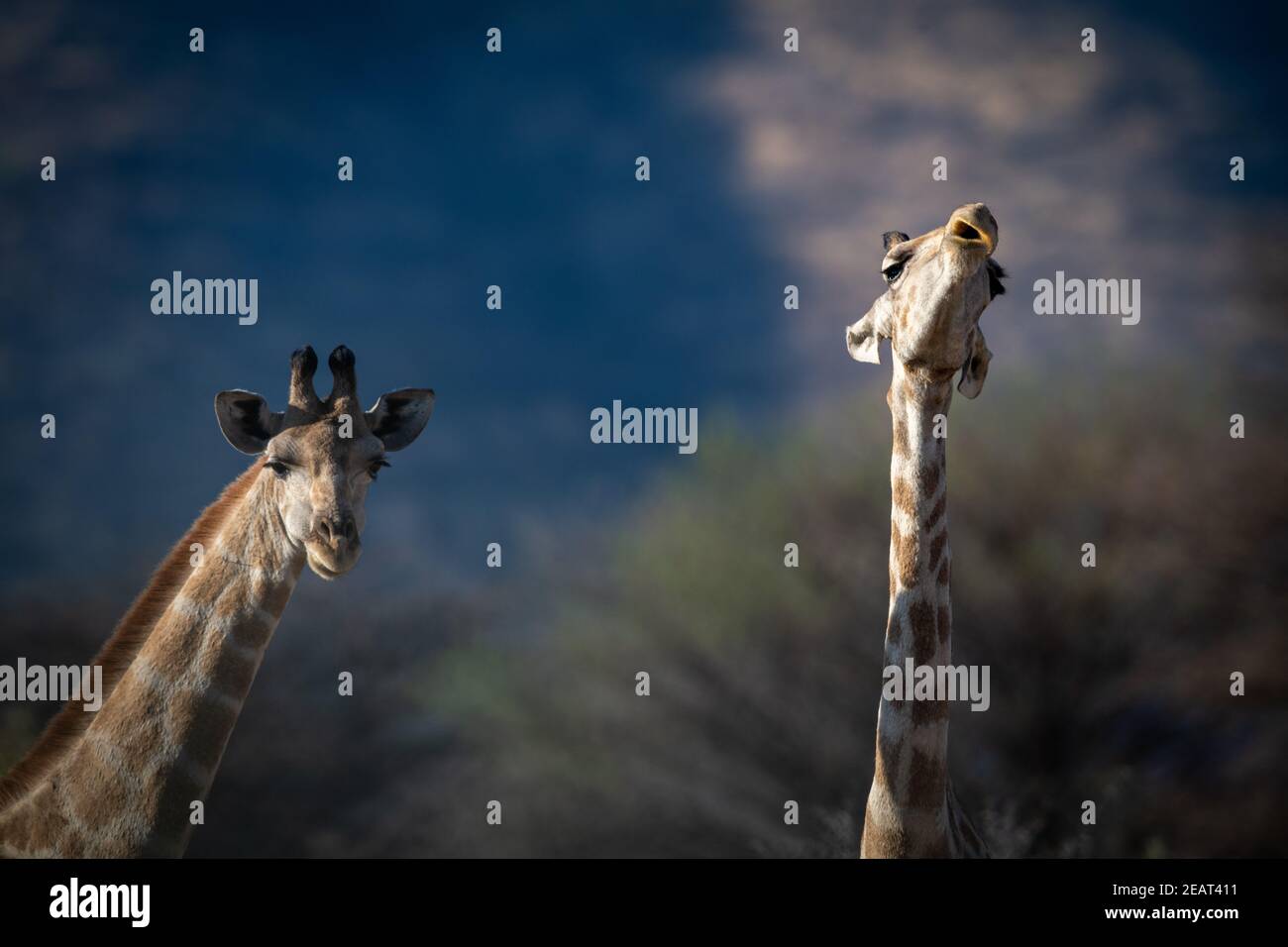 Gros plan des cols de deux girafes méridionales Banque D'Images
