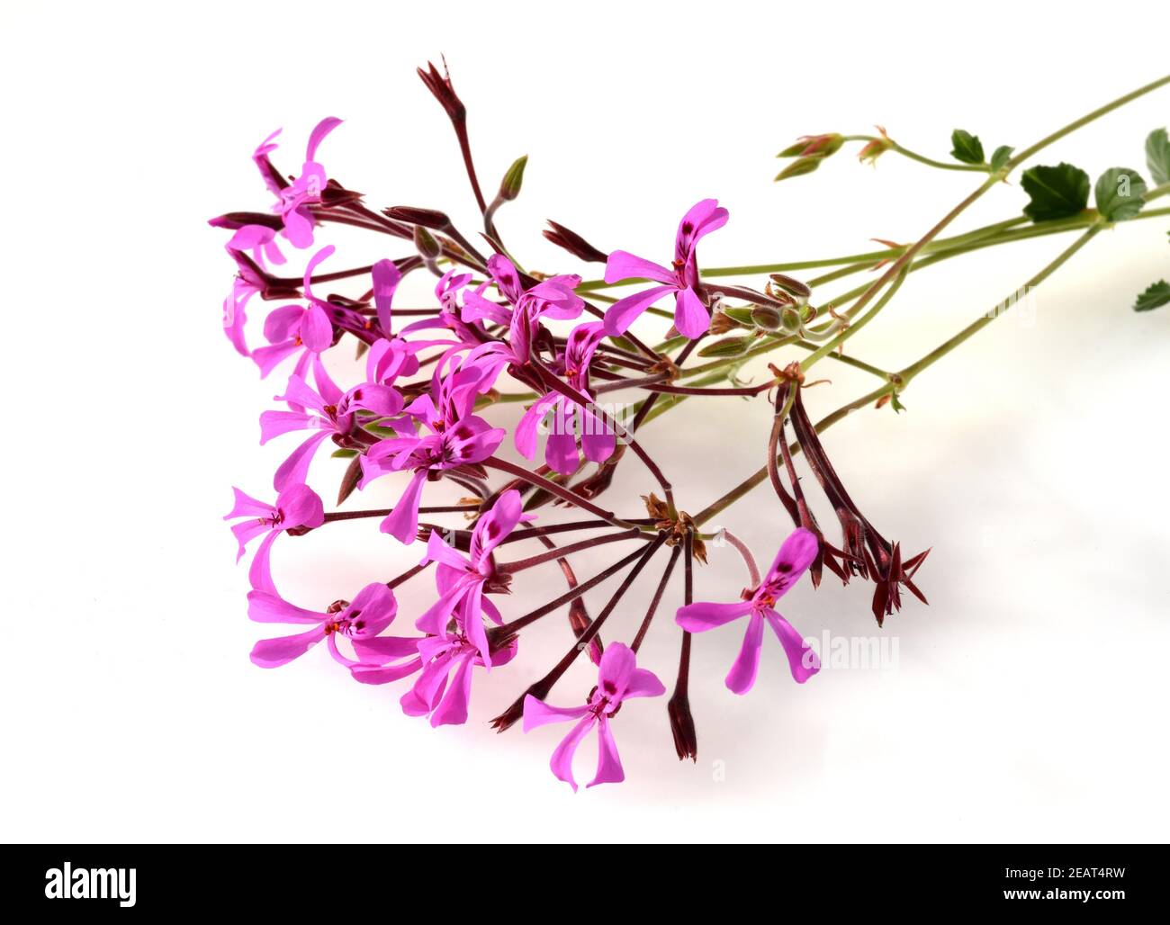 Kapland-Pelargonie, Umckaloabo, Pelargonium reniforme, Banque D'Images