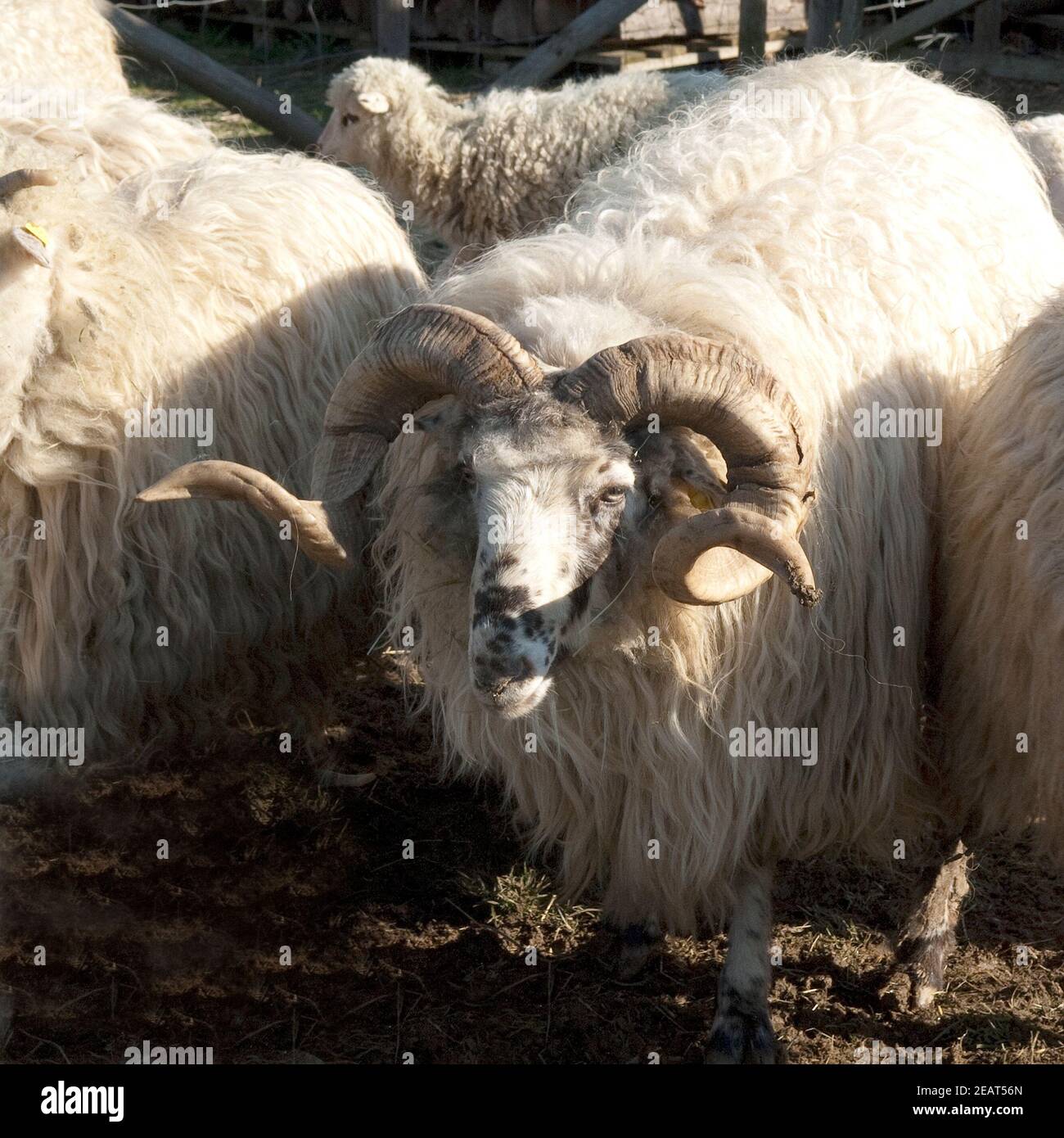 Walachenschafe, Ovis ammon f. bélier, Zackelschaf Banque D'Images