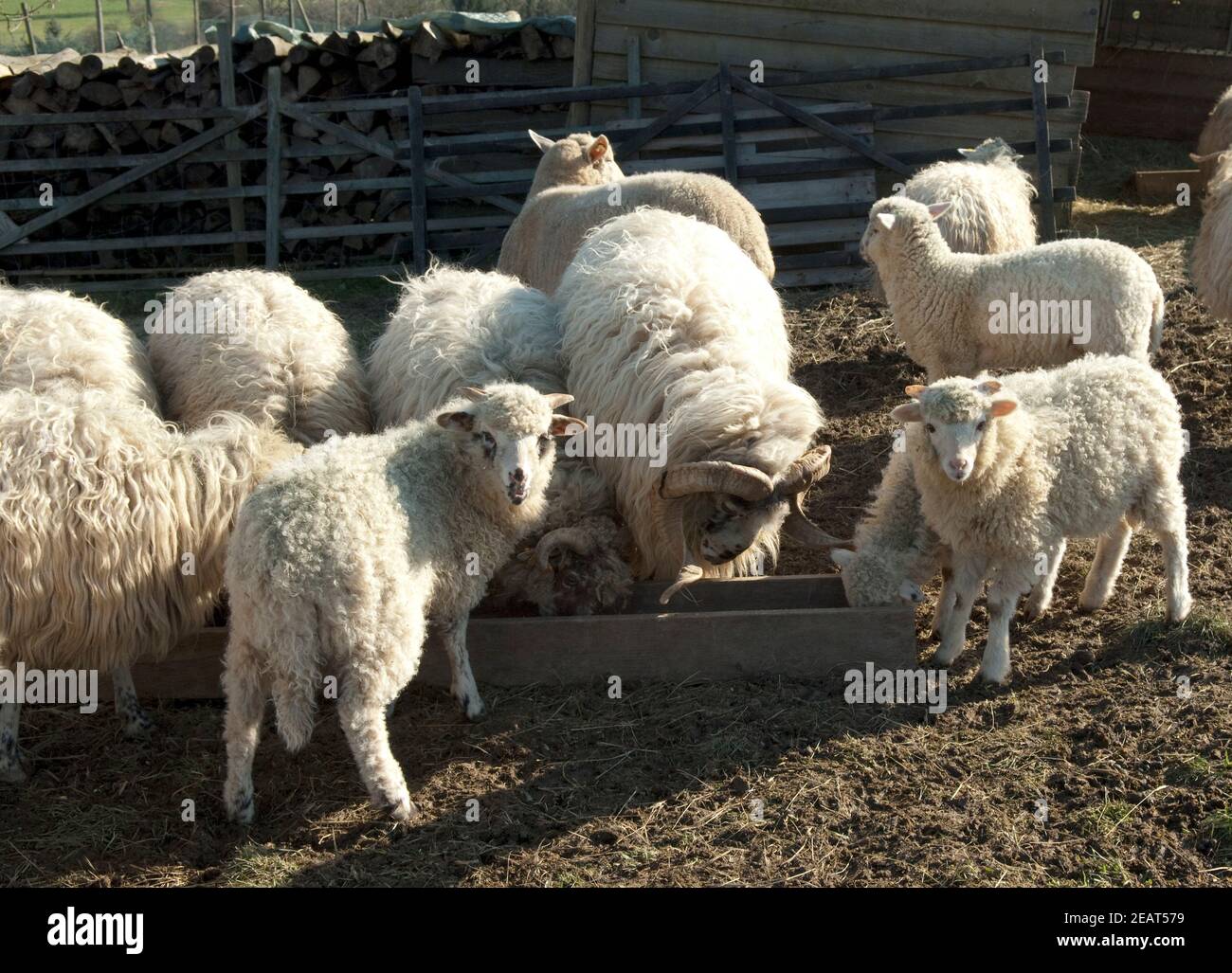 Walachenschafe, Ovis ammon f. bélier, Zackelschaf Banque D'Images