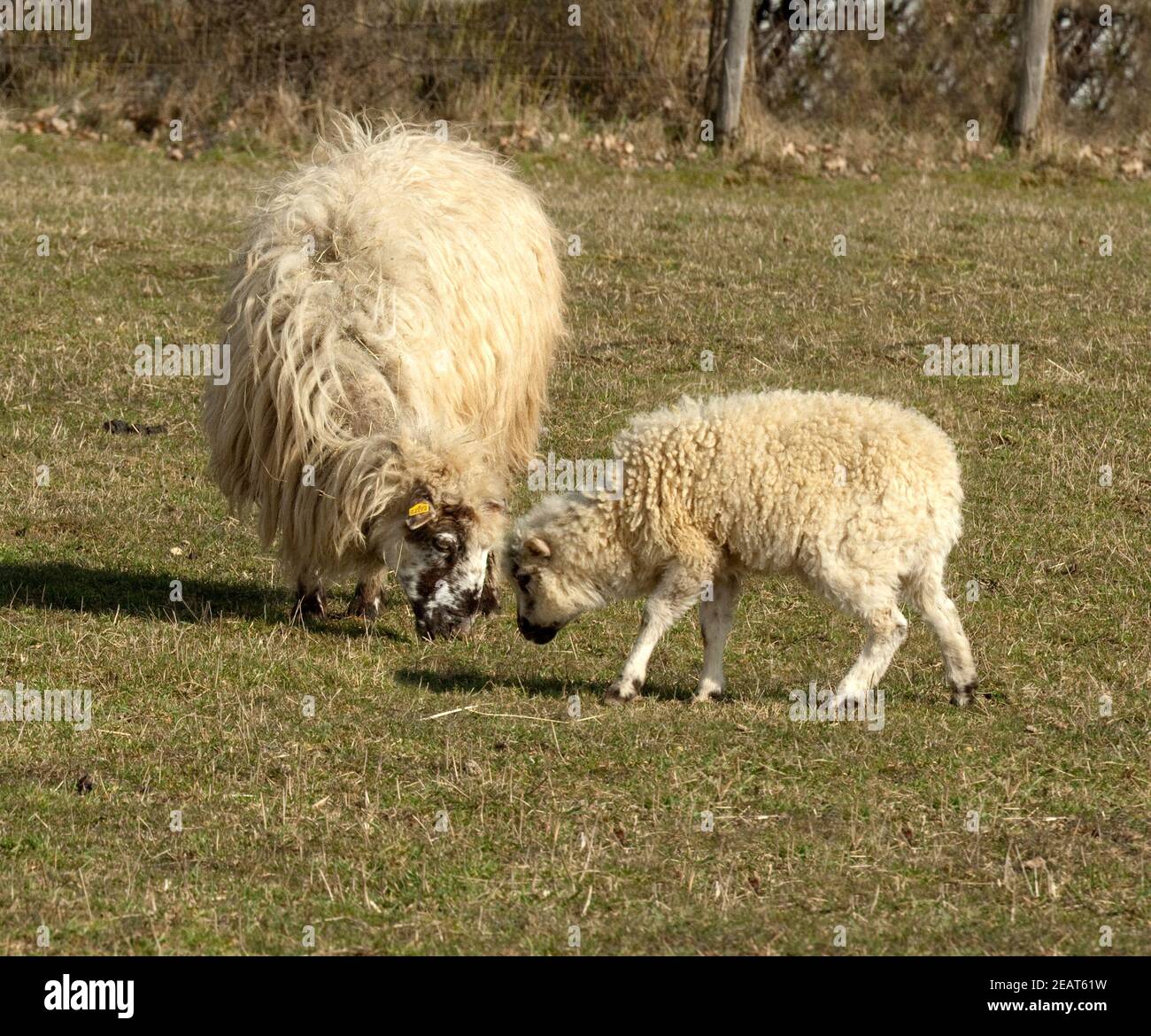 Walachenschafe, Ovis ammon F. aries Banque D'Images