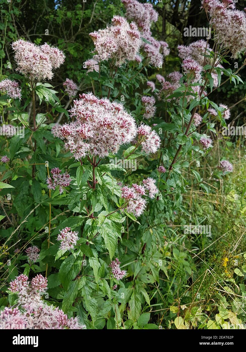 Wasserdost, Kunigdentkraut, Eupatorium, cannabinum Banque D'Images