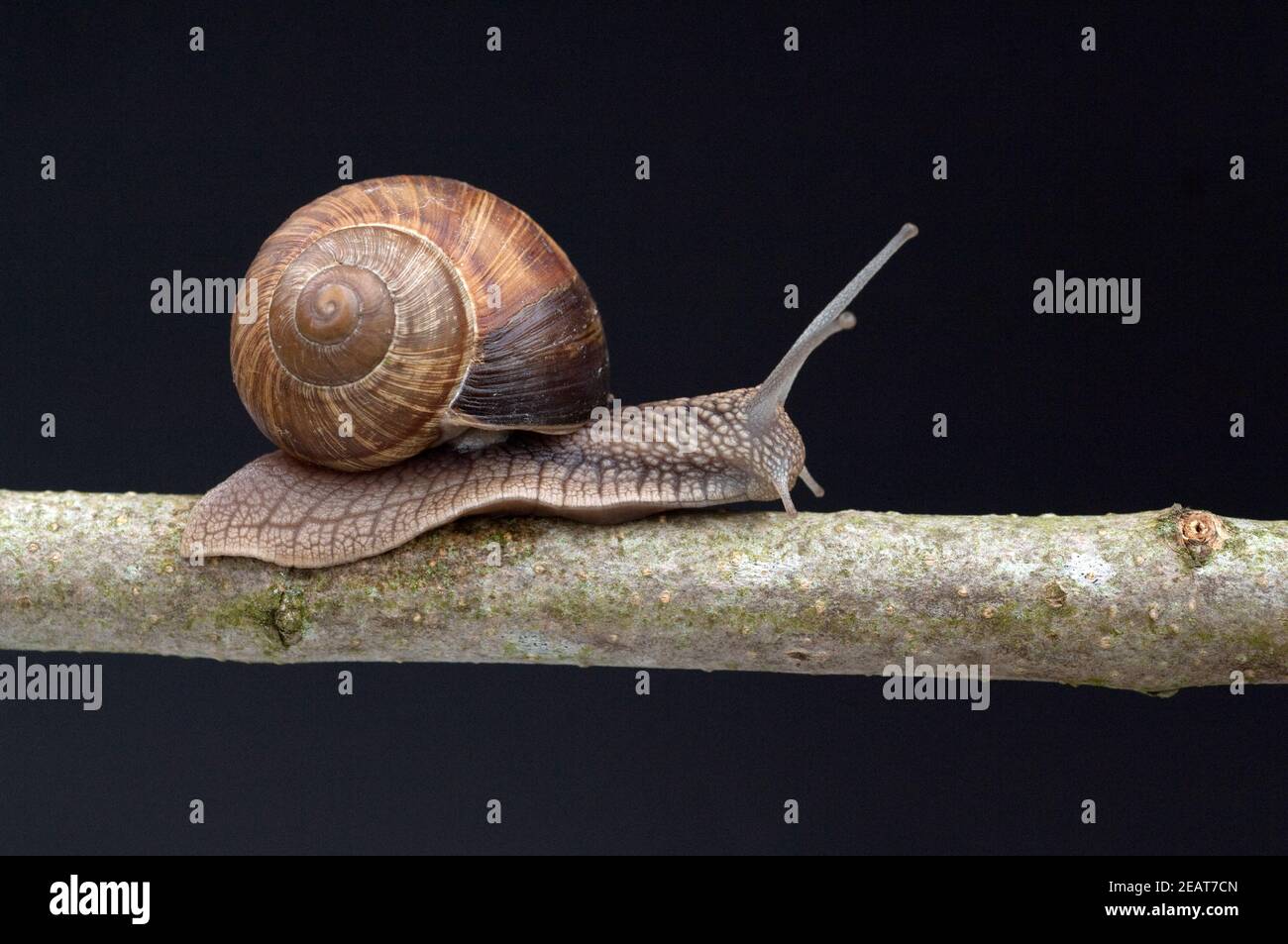 Weinbergschnecke, Helix, pomatia, Schnecke Banque D'Images