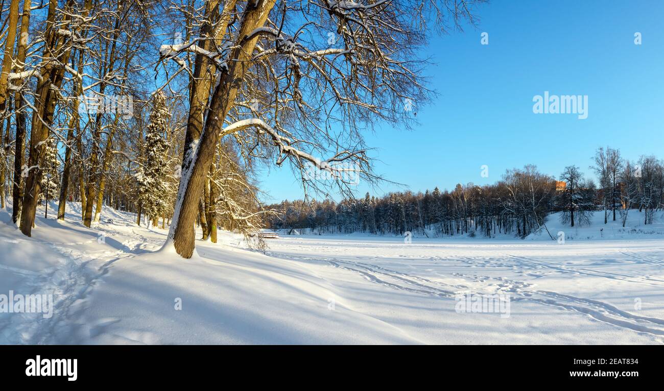 Magnifique paysage matinal d'hiver. Vue panoramique ensoleillée sur les arbres enneigés dans un parc vide pendant une matinée hivernale glacielle Banque D'Images