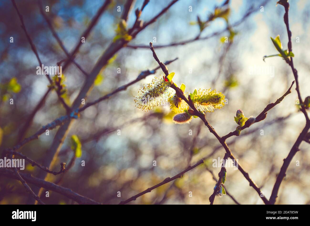 Spring Scene.Sunny Spring Scene avec branche de saule chatte en fleurs ou arbre salix alba. Banque D'Images