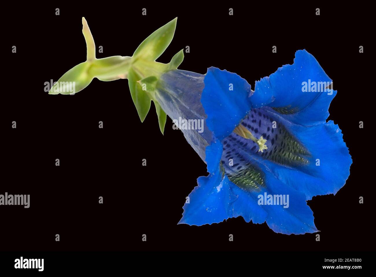 Enzian Gentiana acaulis Stengelloser Banque D'Images