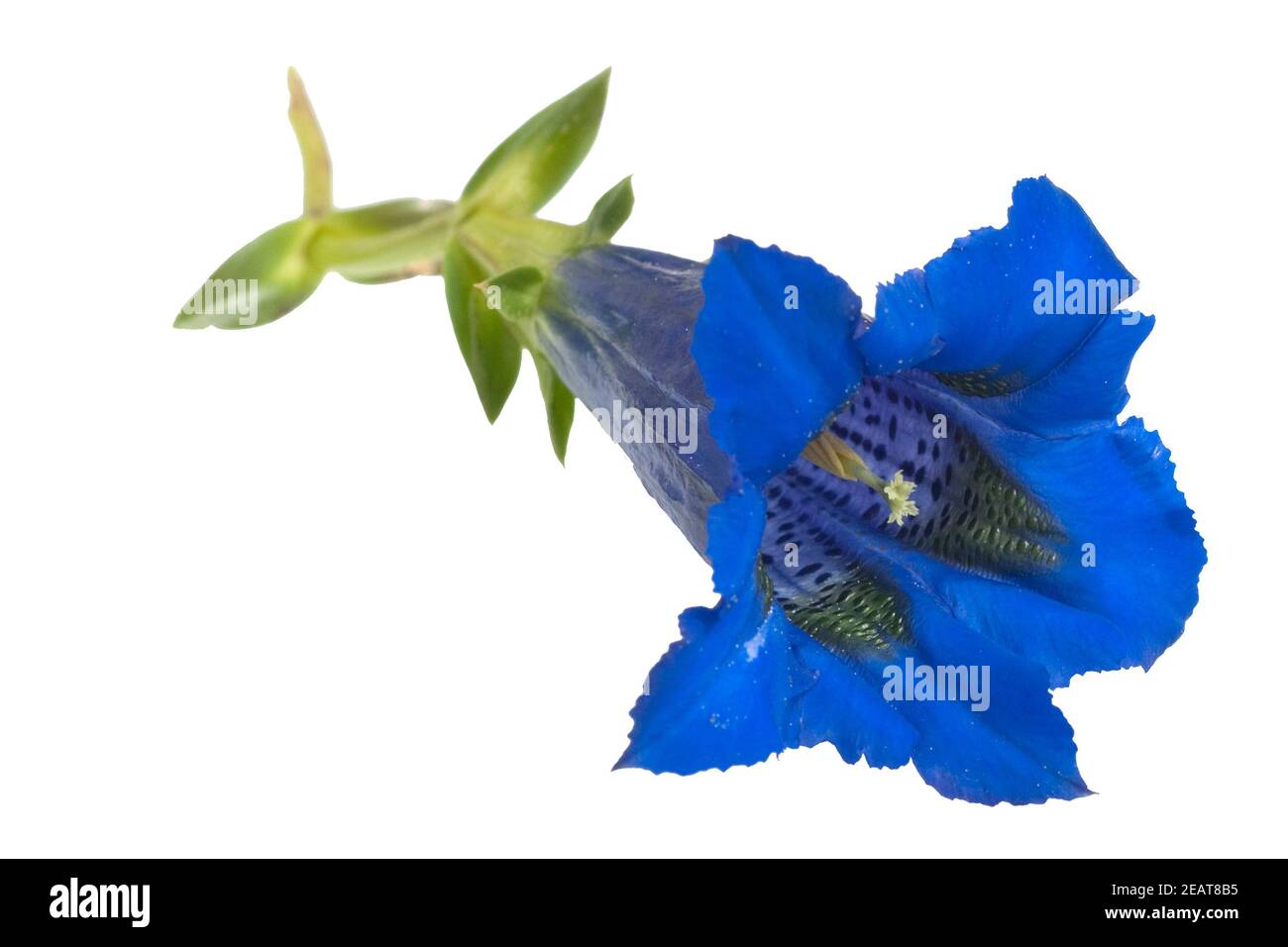 Enzian Gentiana acaulis Stengelloser Banque D'Images