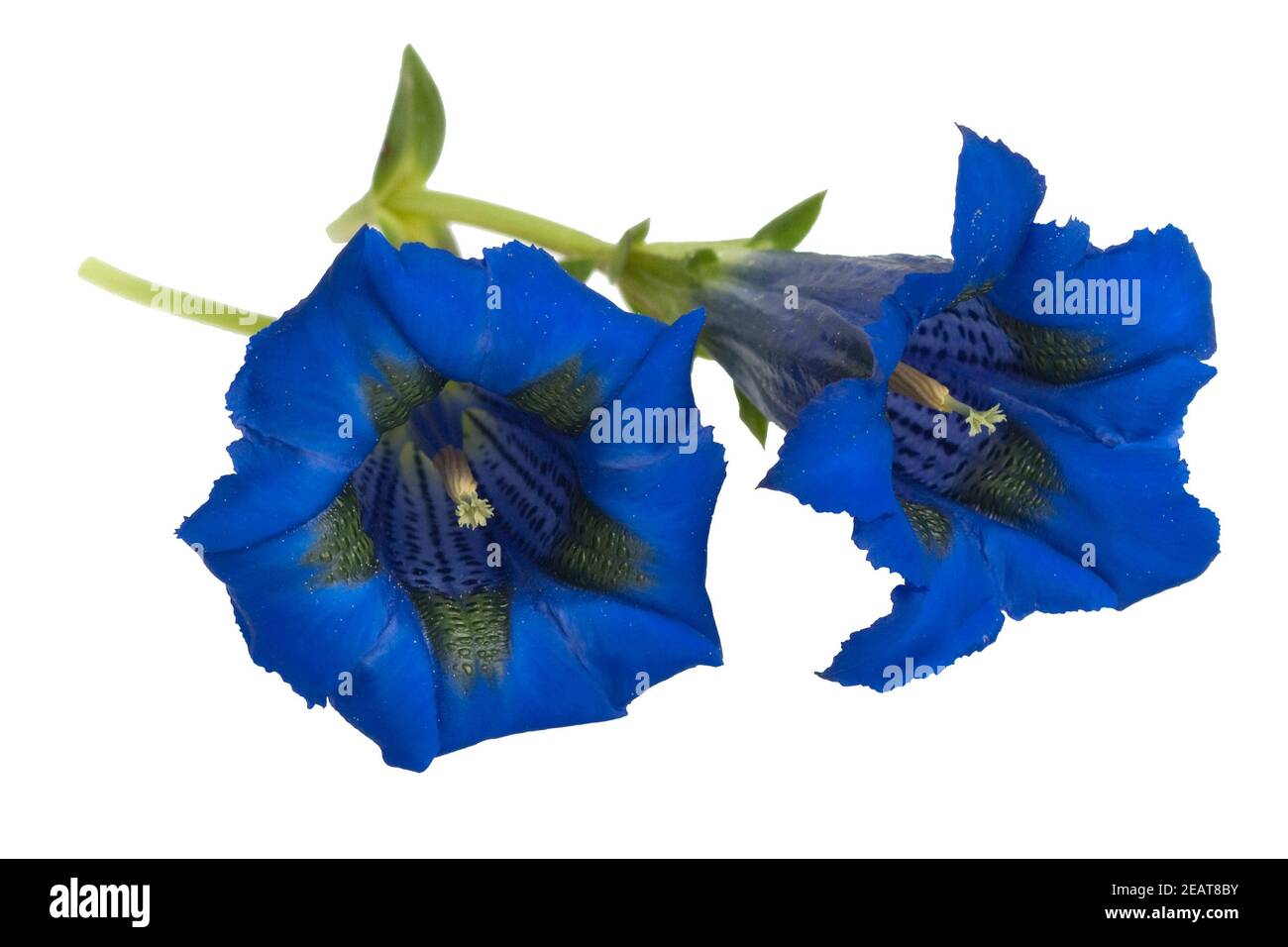 Enzian Gentiana acaulis Stengelloser Banque D'Images