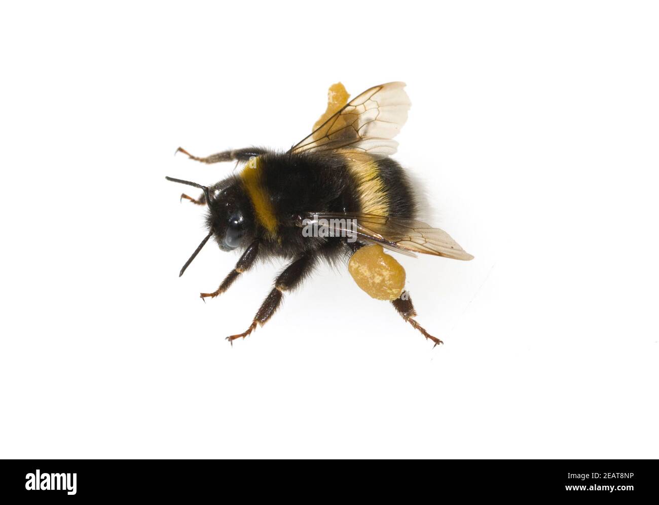 Erdhummel, Bombus terrestris, Hummeln,, Banque D'Images