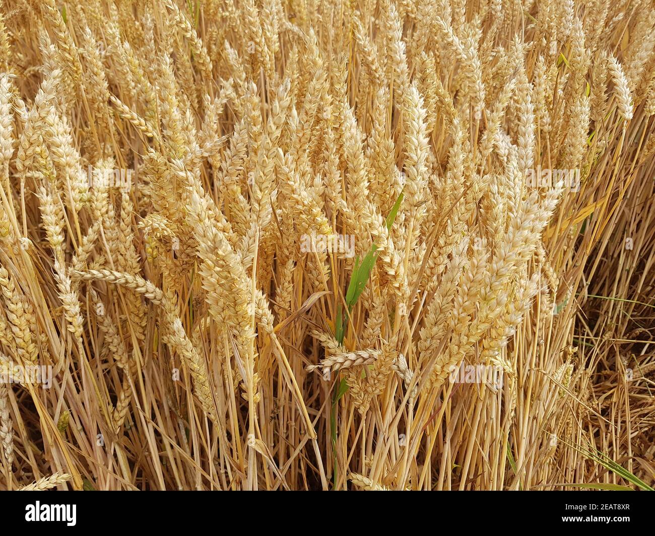 Weizenaehren Weizenkoerner, Weizen, Triticum aestivum,, Banque D'Images