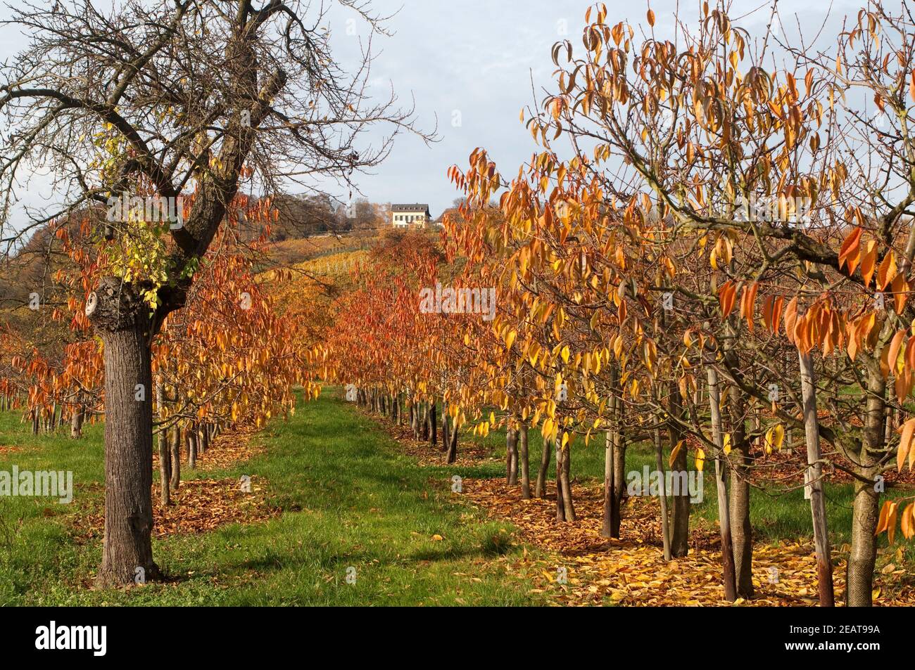 Herbstimpression, Kirschbaum, kirsche, Herbst Banque D'Images