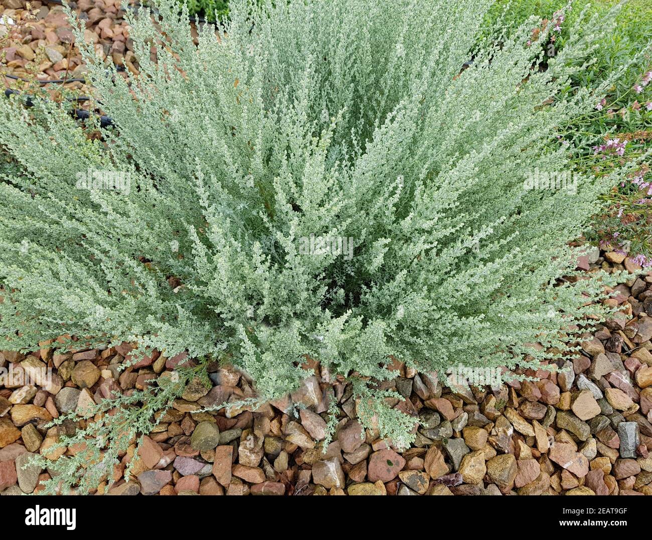 Wermut, Provence, Artemisia gallica Banque D'Images