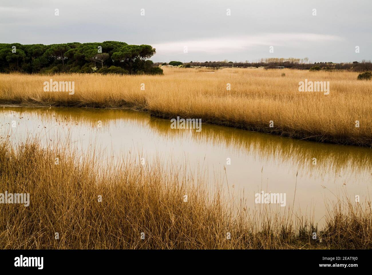 Barena dans le parc du delta du po, Ravenne Banque D'Images