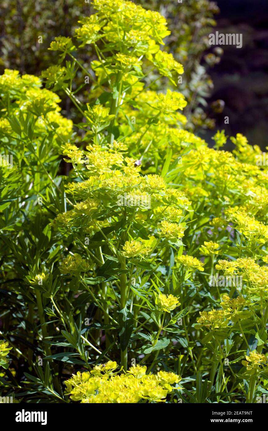 Sumpfwolfsmilch Euphorbia palustris Banque D'Images