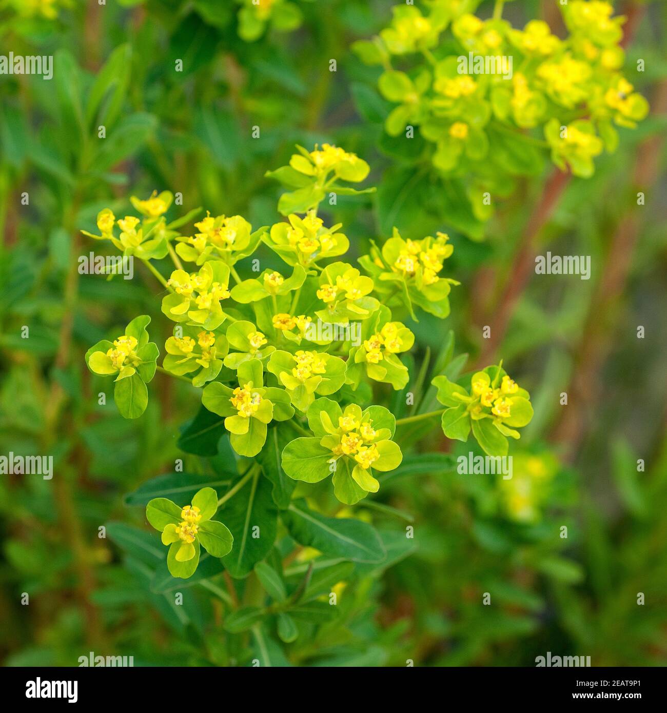 Sumpfwolfsmilch Euphorbia, palustris Banque D'Images
