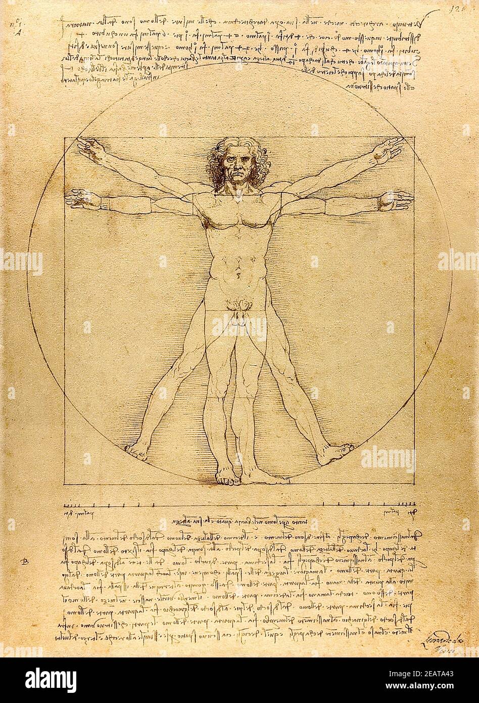 L'Homme de Vitruvian dessiné par Léonard de Vinci en 1492. Banque D'Images
