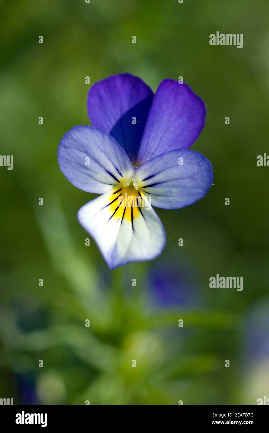 Stiefmuetterchen Viola tricolor Banque D'Images