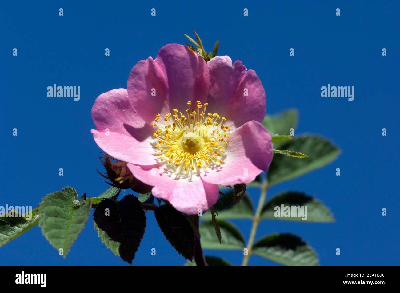 wildrose, Rosa canina Banque D'Images