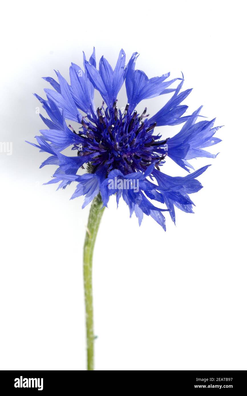 Kornblume, Centaurea cyanus, Heilpflanzen, Banque D'Images