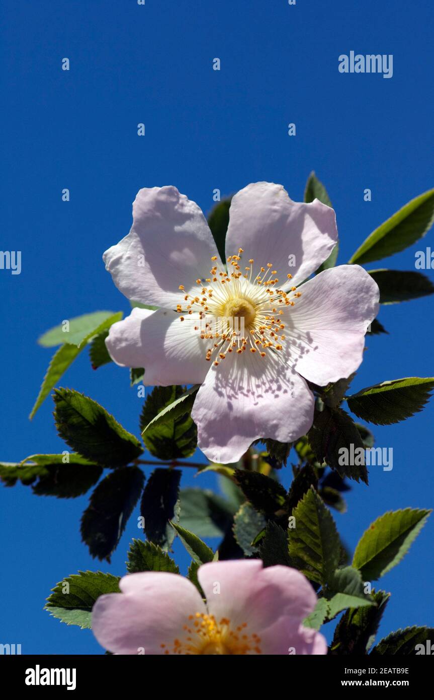 wildrose, Rosa canina Banque D'Images