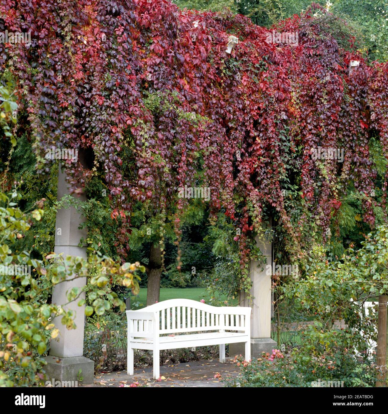 Wilder Wein Parthenocissus quinquefolia Banque D'Images