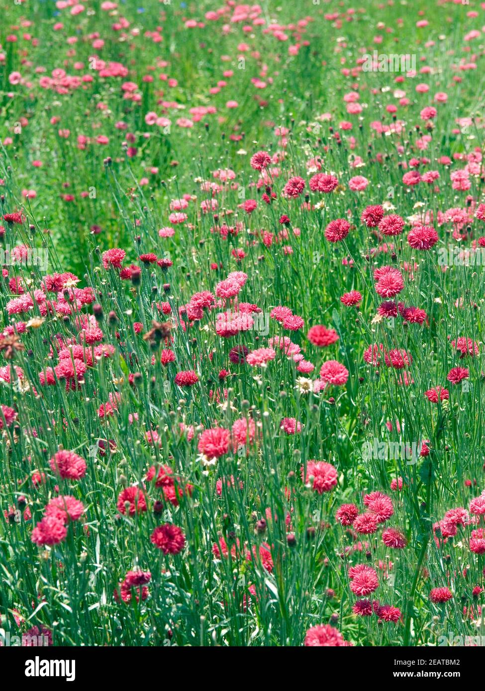 Kornblume Centaurea cyanus, à cœur Banque D'Images