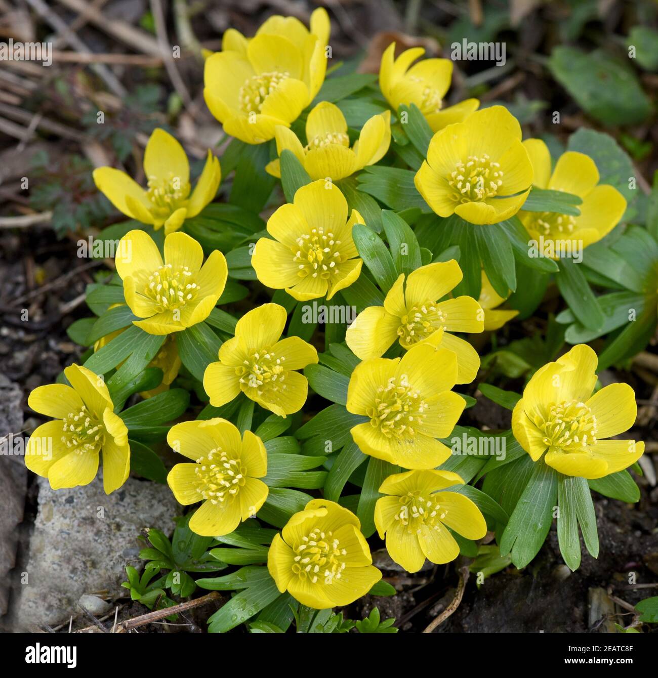 Winterling, Eranthis, hyemalis Banque D'Images