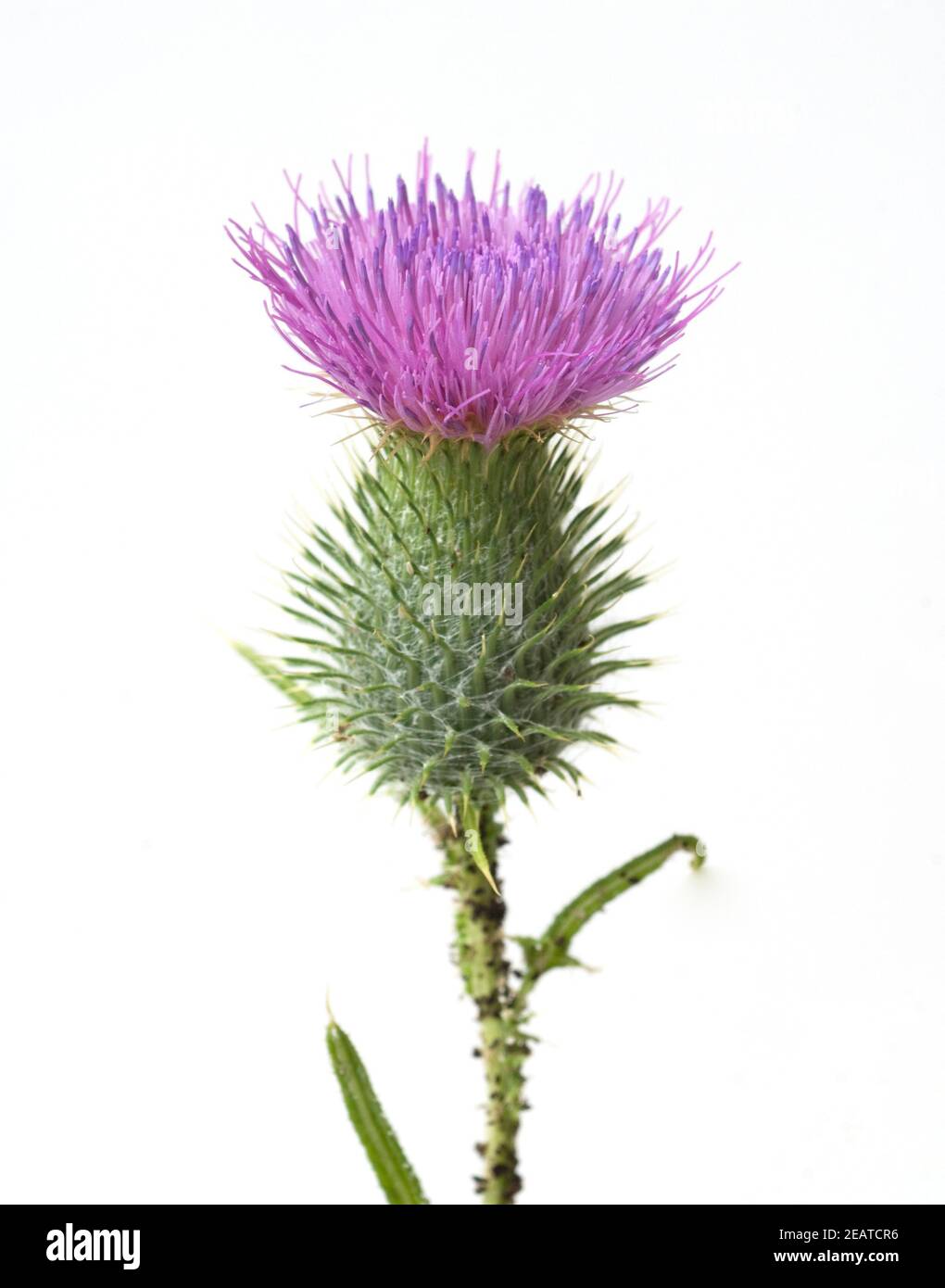 Gemeine, Kratzdistel, Cirsium vulgare, Banque D'Images