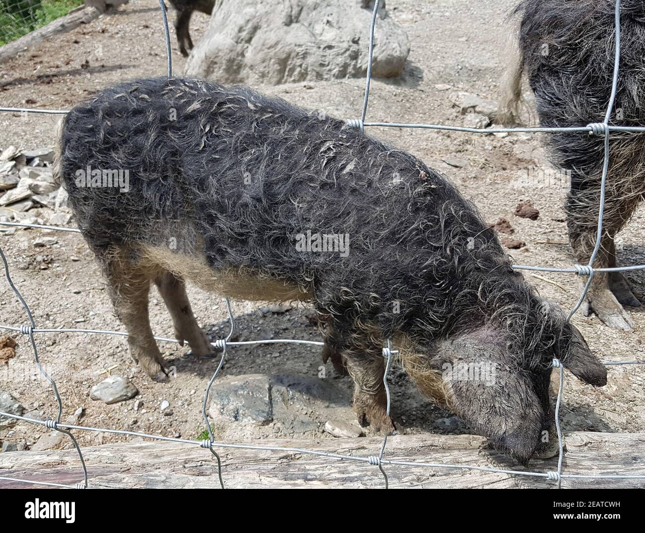 Wollschwein, sus scrofa F. domestica, Mangalica Banque D'Images