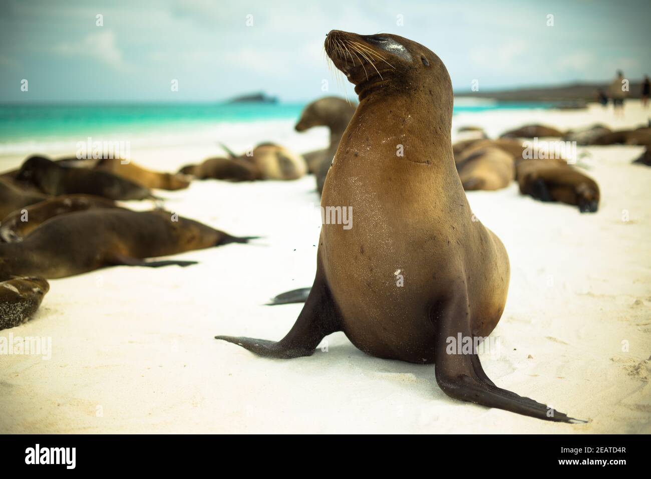 Le lion de mer espiègle se pose sur la plage sarcelle des îles Galapagos Banque D'Images