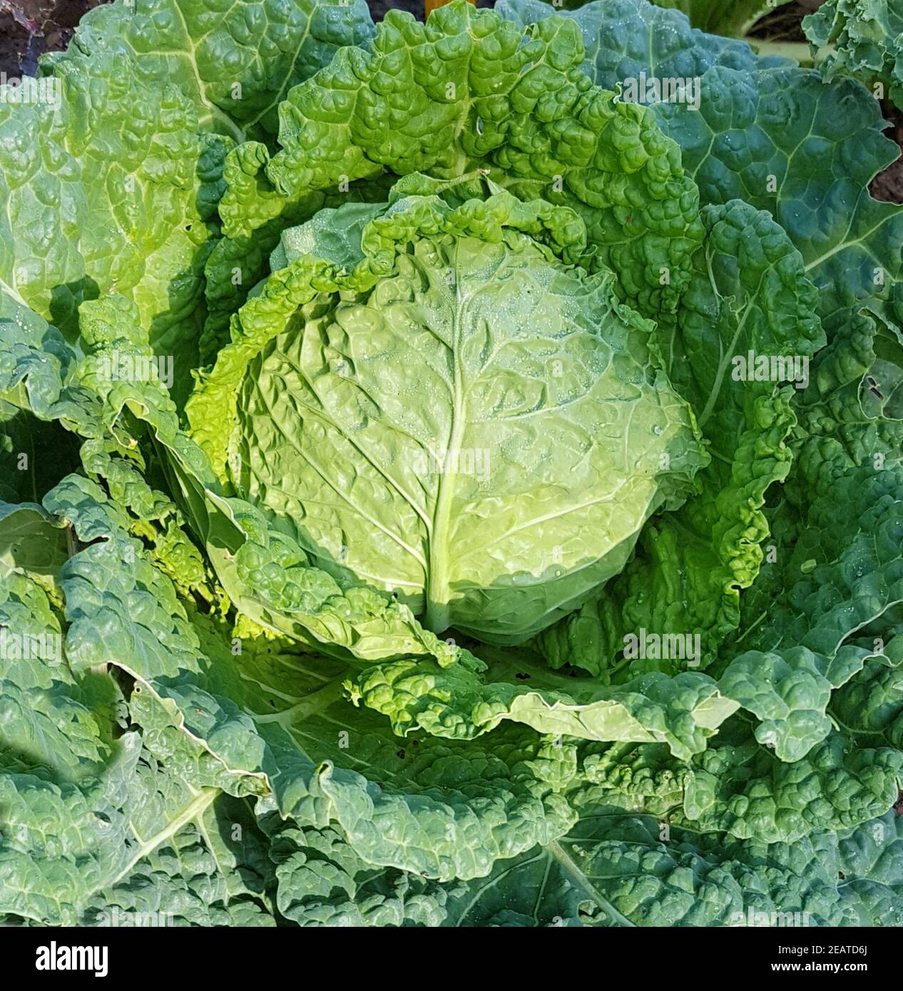 Wirsing, Brassica oleracea var sabauda Banque D'Images
