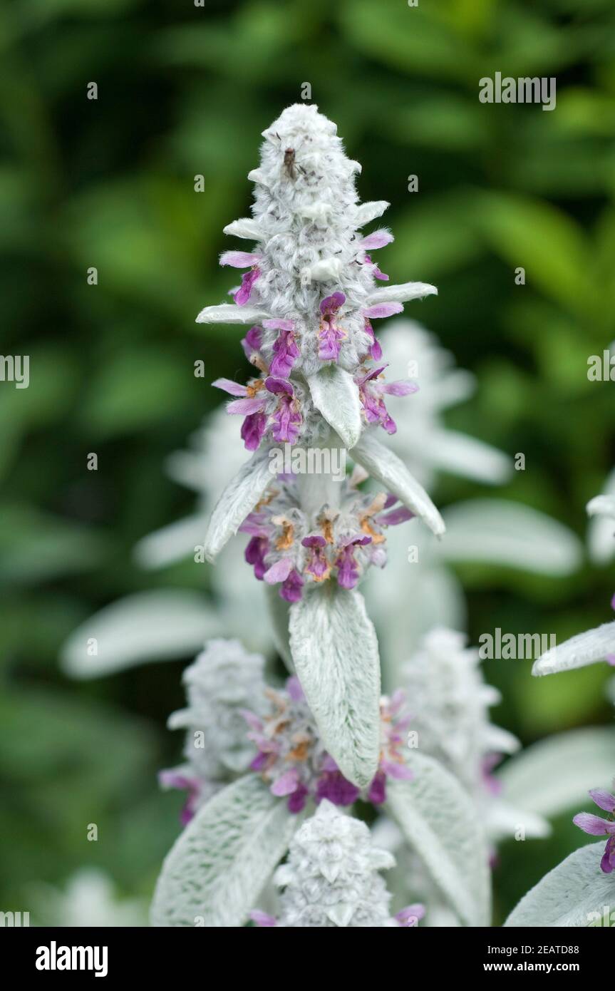 Wollziest, Stachys, byzantina, Eselsohr Banque D'Images