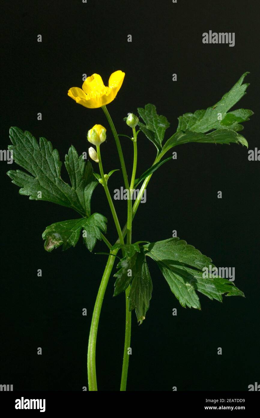 Kriechender Hahnenfuss Ranunculus repens Banque D'Images