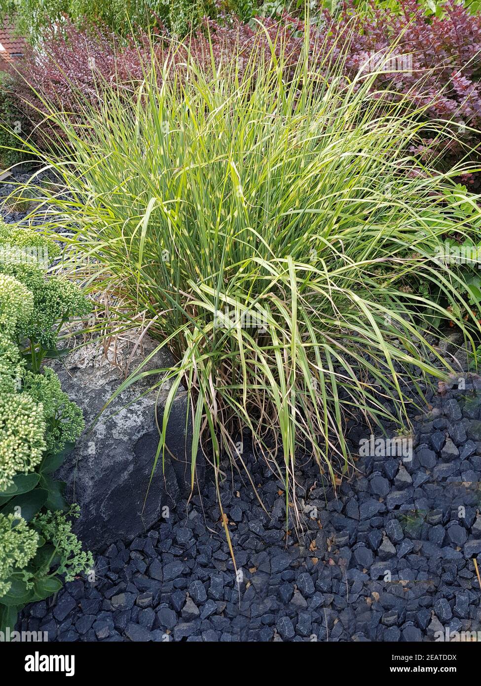 Zebraschilfgras, Zebragras, Miscanthus, sinensis, Zebrinus Banque D'Images