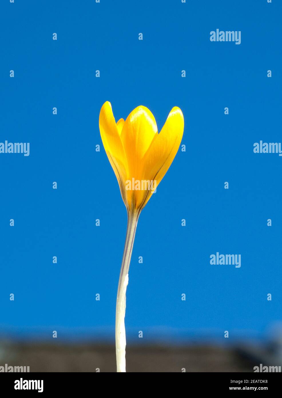 Goldbrokat-Krokus Crocus angustifolius kaukasus Banque D'Images
