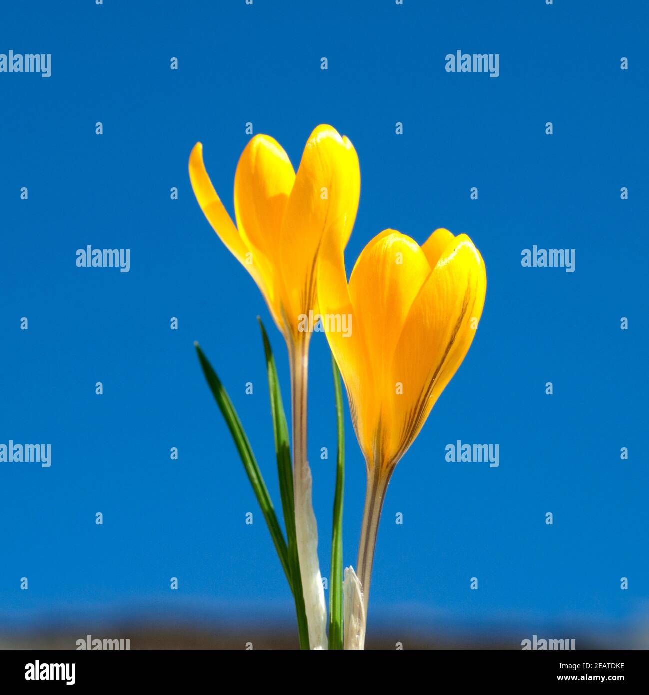 Goldbrokat-Krokus Crocus angustifolius kaukasus Banque D'Images