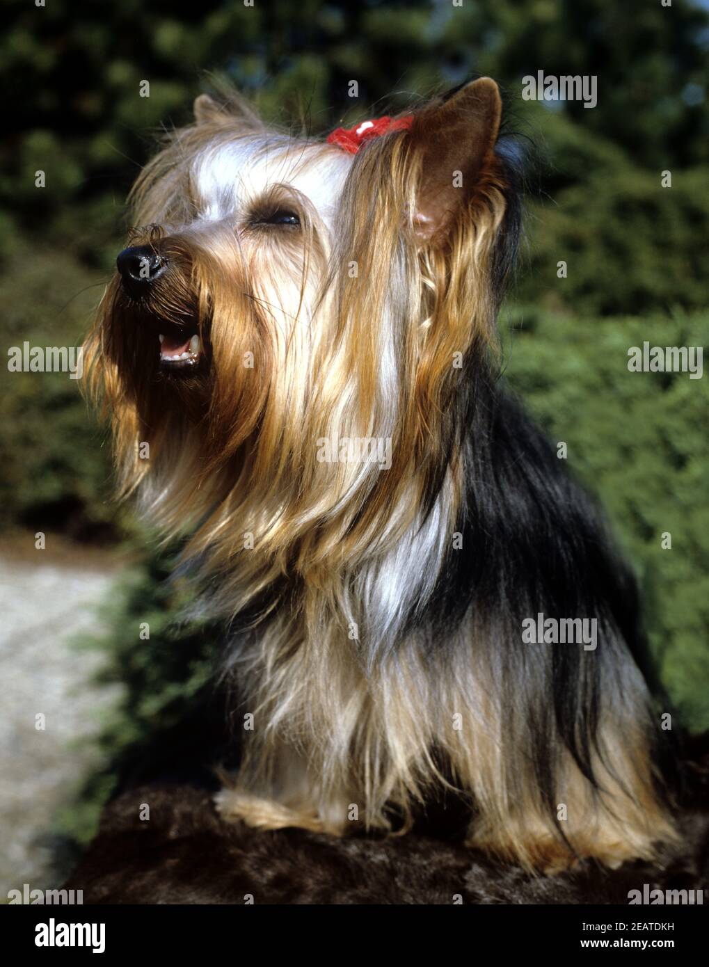 Yorkshire Terrier Banque D'Images