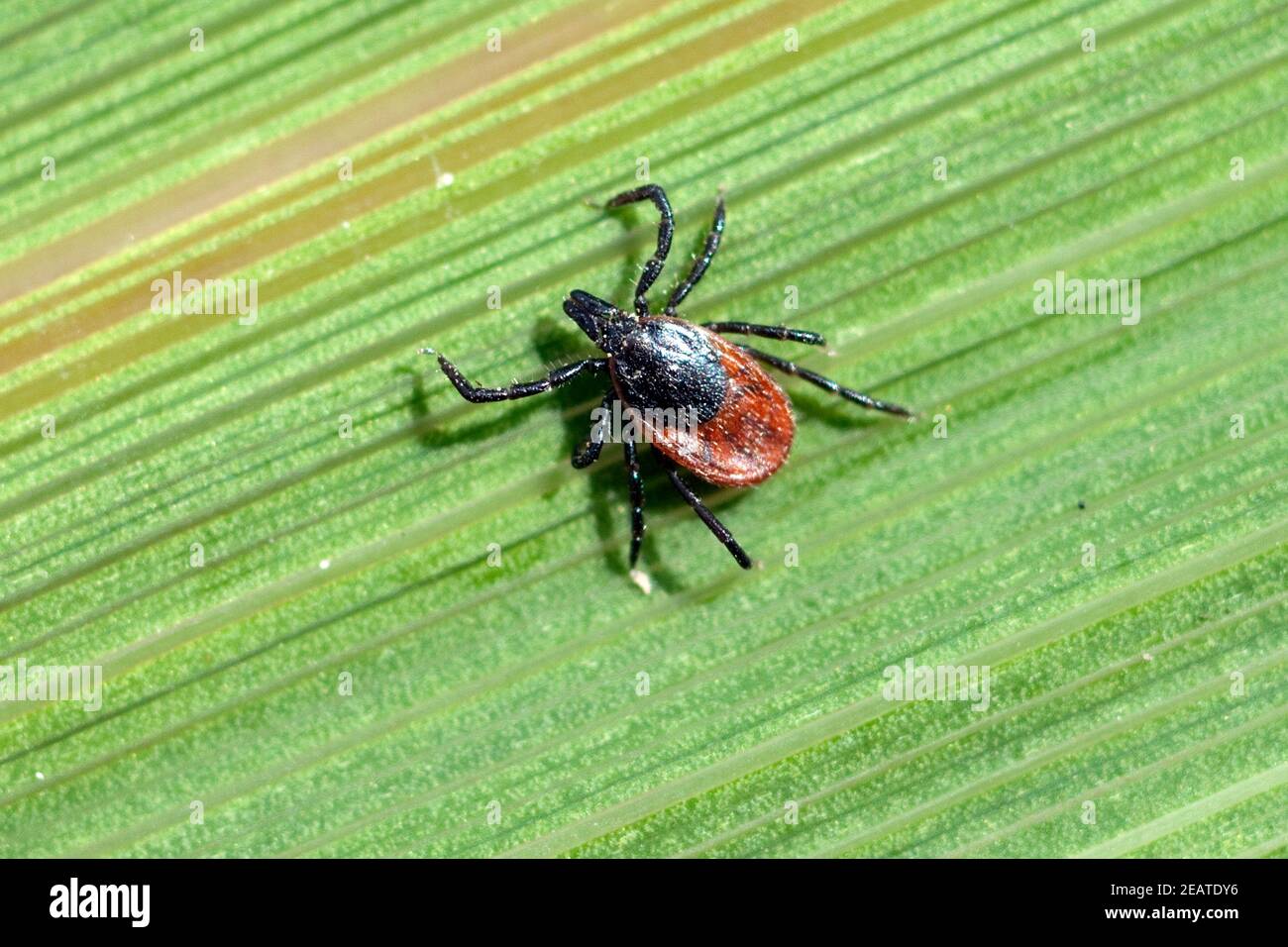 Zecke Holzbock Ixodes ricinus Banque D'Images