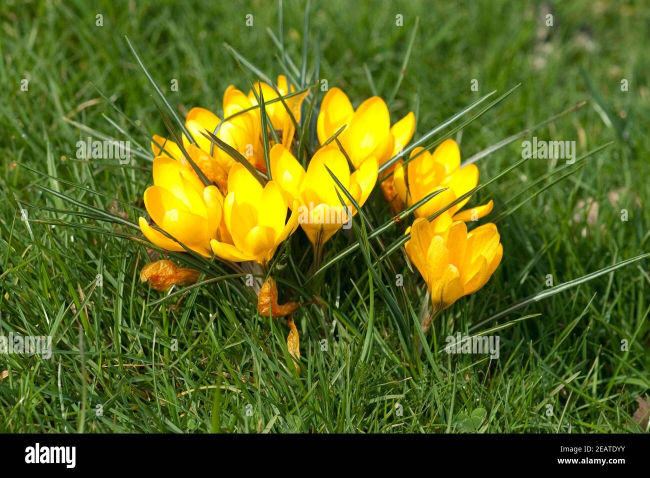 Gartenkrokus Krokus Crocus Banque D'Images