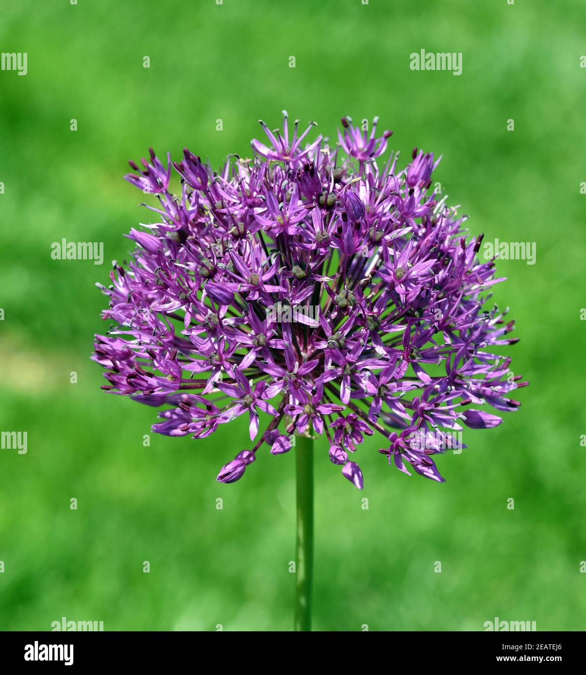 Zierlauch, Riesenlauch, Allium Banque D'Images