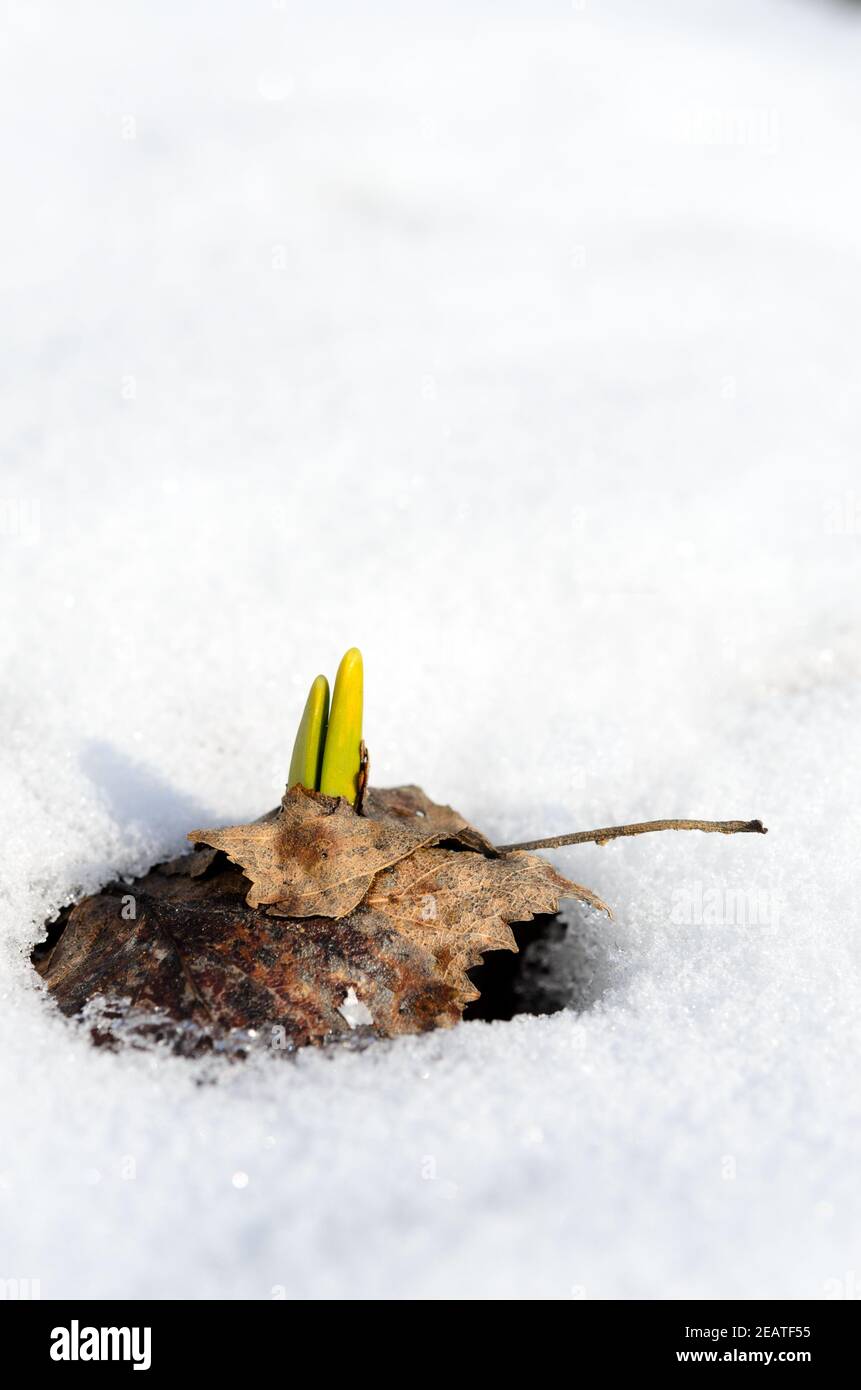 Des pousses de Daffodil émergent dans la neige au début du printemps Banque D'Images