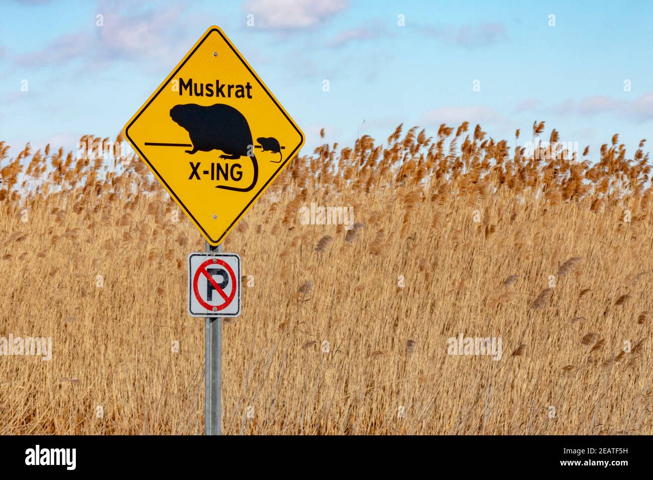 Algonac, Michigan - panneau Muskrat Crossing dans St. John's Marsh. Banque D'Images